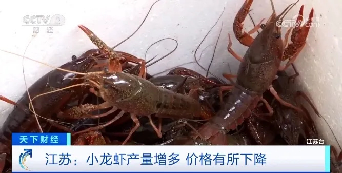 小龙虾低至8元/斤！有大排档一天能卖超1000斤，你爱吃吗？