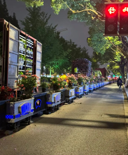 苏州街头连夜更换被游客踩踏花卉？绿化管理站：是正常更换，有人摘花只能劝
