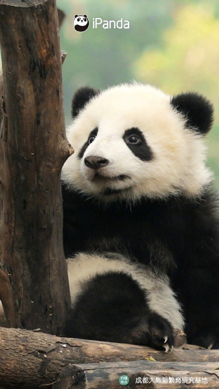 自带微笑唇的熊猫宝宝有多可爱