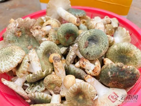 这种头水野生菌上市啦！很多昆明人都爱吃
