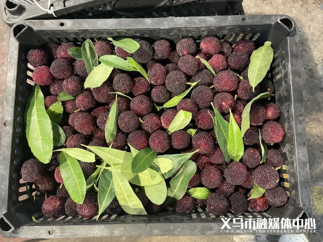 价格断崖下跌!许多人很爱,网友惊呼:难以置信 价格断崖下跌!许多人很爱,网友惊呼:难以置信