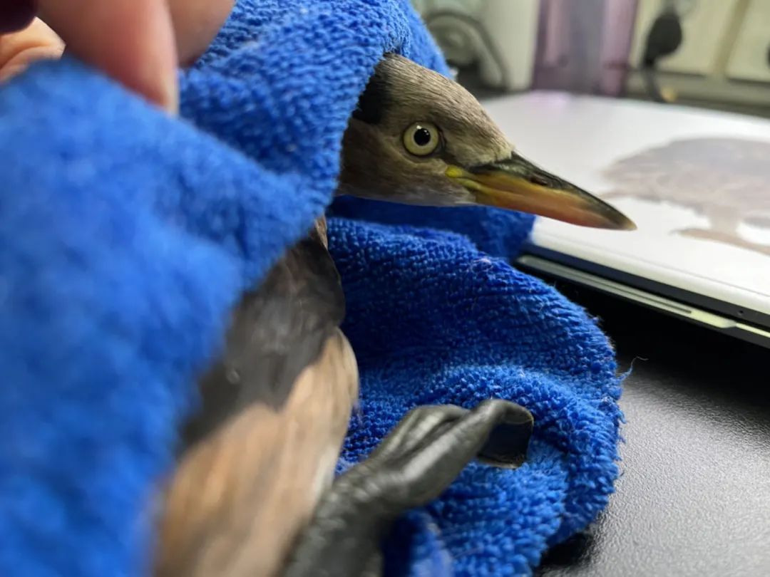 那些送往红山动物园的小家伙们，现在怎么样了？