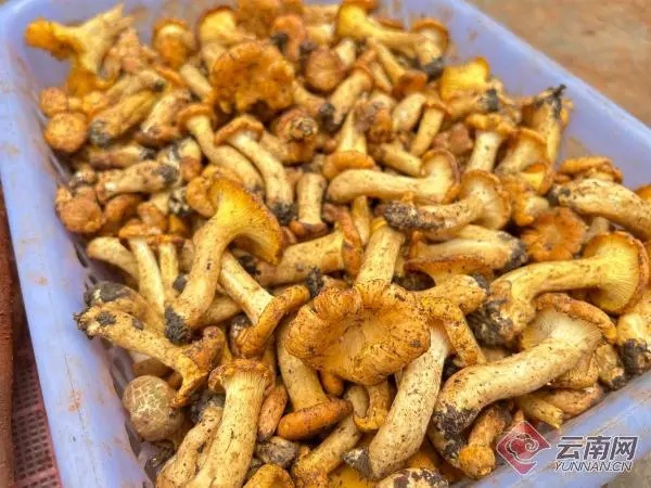 这种头水野生菌上市啦！很多昆明人都爱吃
