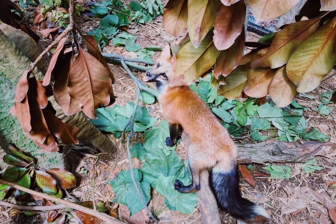 那些送往红山动物园的小家伙们，现在怎么样了？