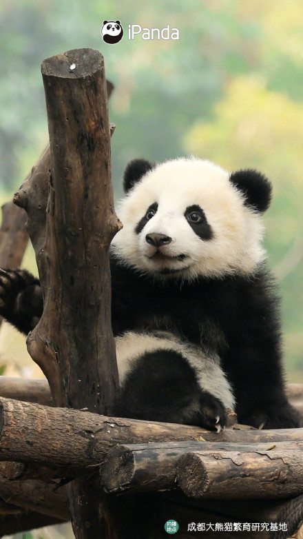 自带微笑唇的熊猫宝宝有多可爱