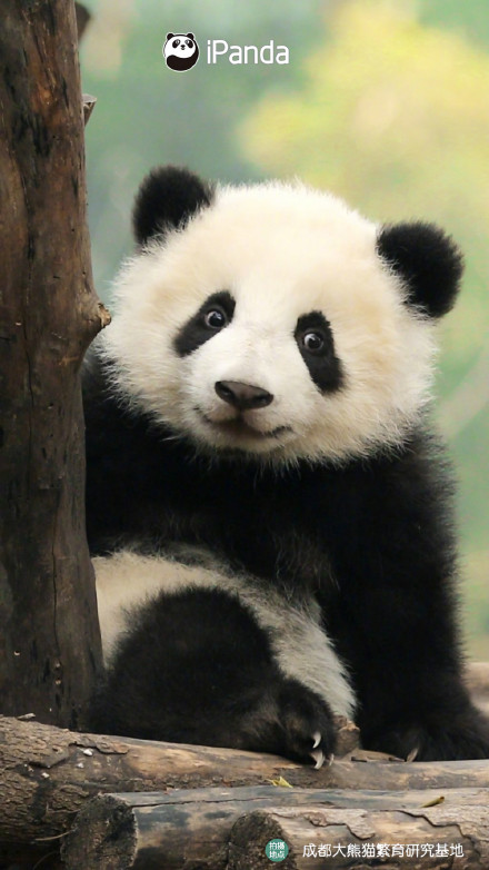 自带微笑唇的熊猫宝宝有多可爱