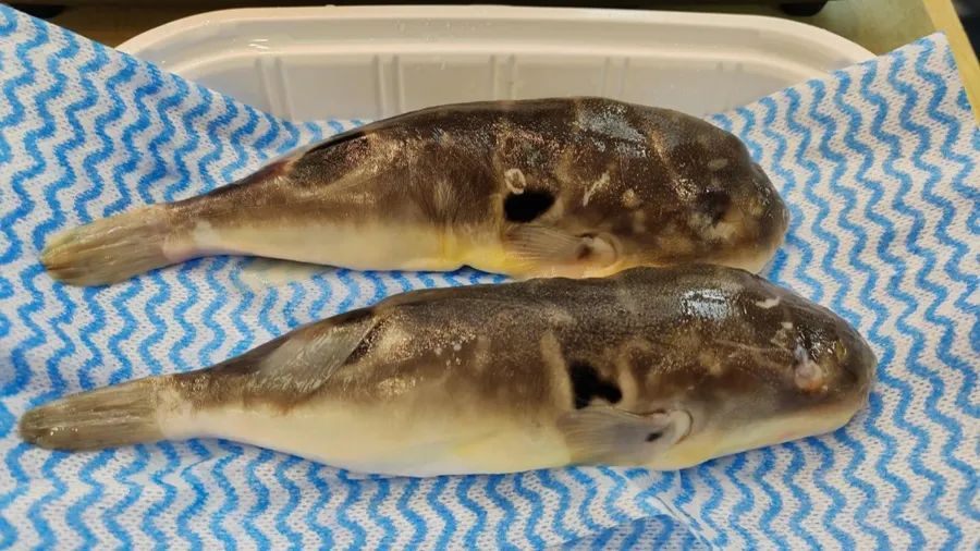 上海一男子吃了自己煮的河豚鱼中毒了?医生提醒:人工养殖的也有毒性! 上海一男子吃了自己煮的河豚鱼中毒了?医生提醒:人工养殖的也有毒性!