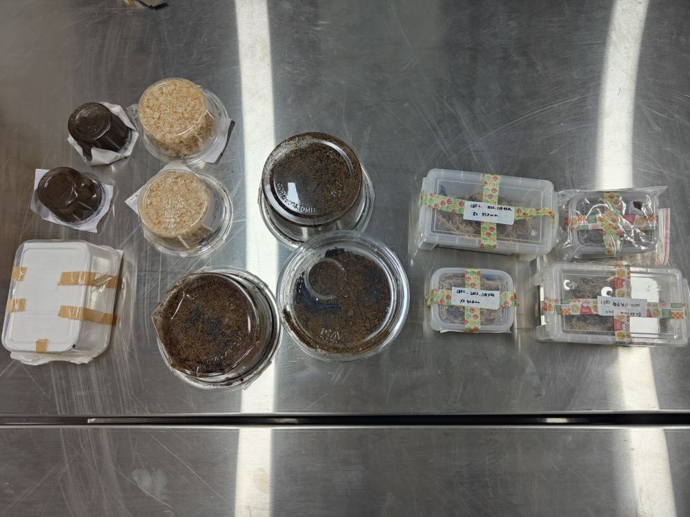 北京海关在邮递渠道连续查获“异宠”甲虫 北京海关在邮递渠道连续查获“异宠”甲虫