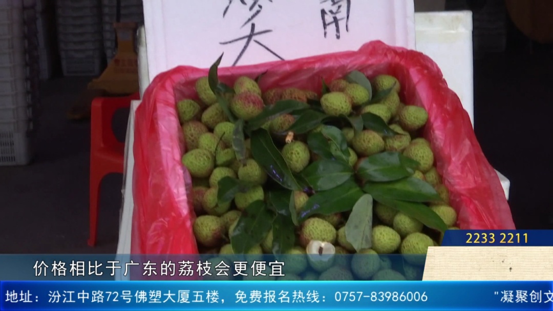 产量大减！今年涨疯了，桂味价格或涨10倍！佛山街坊还能实现荔枝自由吗？