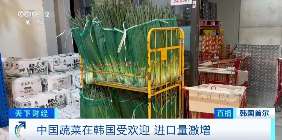 进口量暴增超760%！韩国为何“疯狂”进口中国大葱？