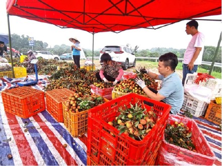 广州今年第一批荔枝上市!增城三月红荔枝开始大量采摘 广州今年第一批荔枝上市!增城三月红荔枝开始大量采摘