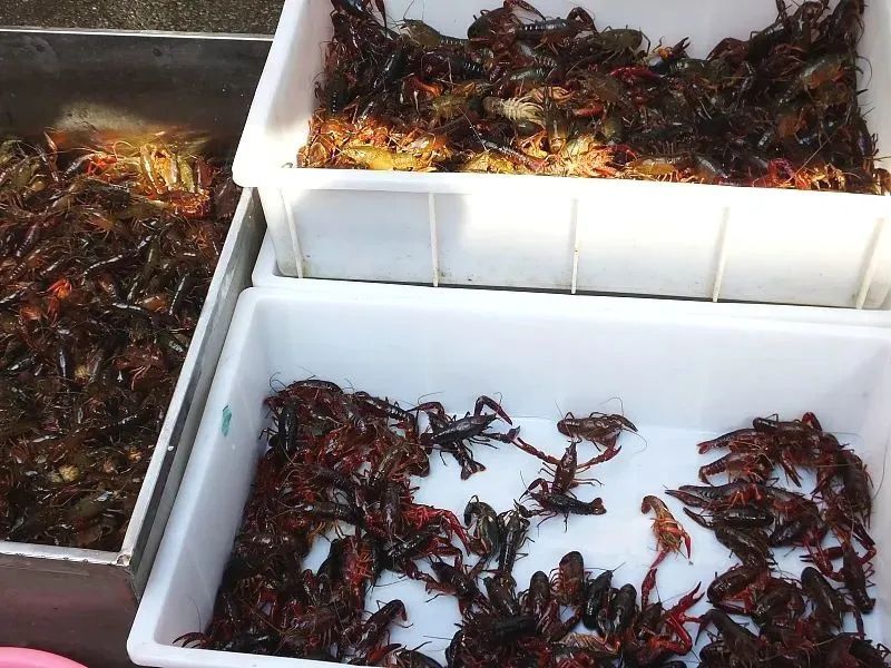 太吓人！一男子吃完后险截指！正在降价上市，很多广东人都爱吃→