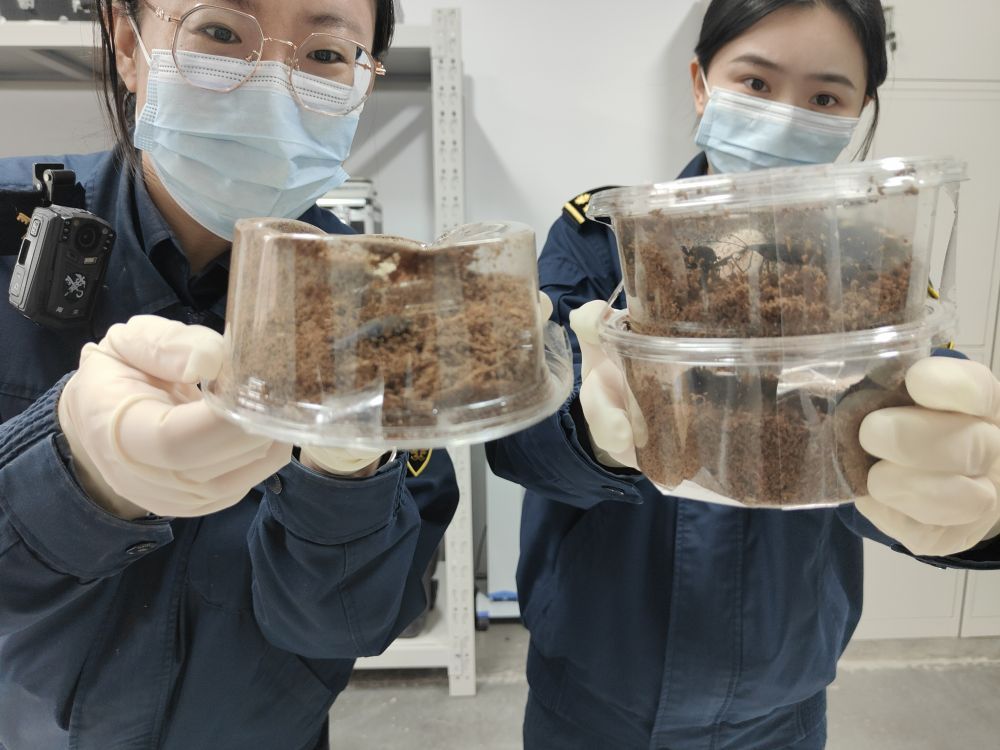 北京海关在邮递渠道连续查获“异宠”甲虫 北京海关在邮递渠道连续查获“异宠”甲虫