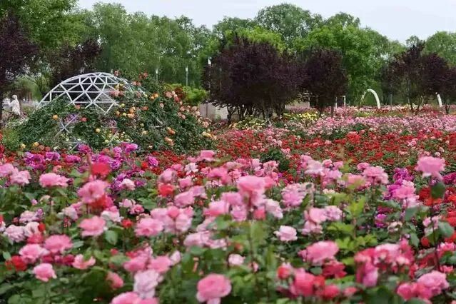 美极了！20万株月季花开成海