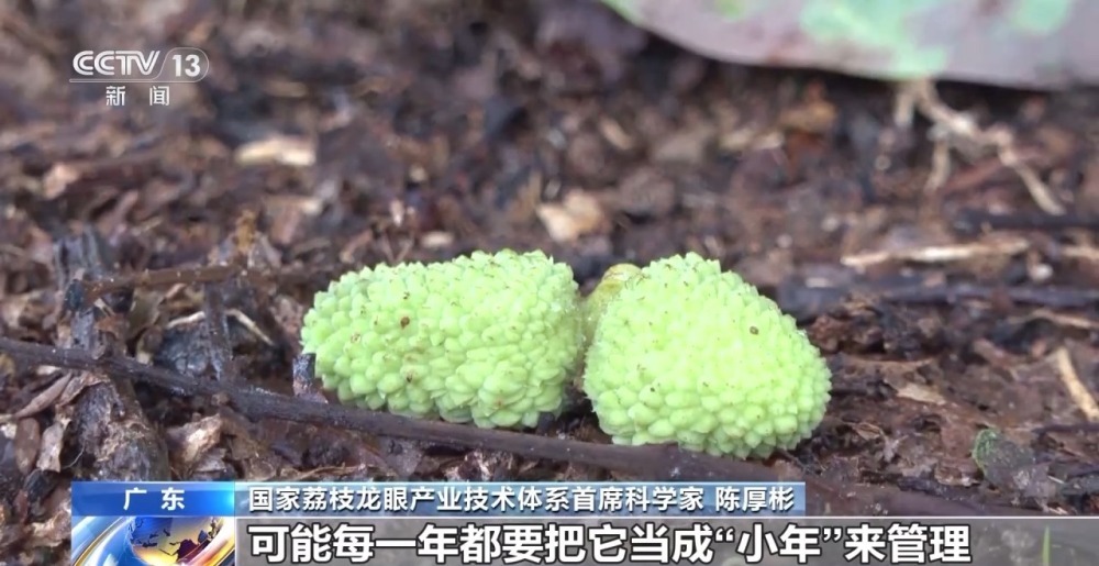 今年是荔枝“小年”?产量偏低的“罪魁祸首”是→ 今年是荔枝“小年”?产量偏低的“罪魁祸首”是→