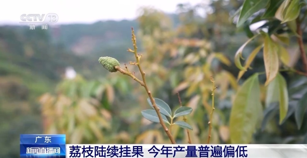今年是荔枝“小年”?产量偏低的“罪魁祸首”是→ 今年是荔枝“小年”?产量偏低的“罪魁祸首”是→