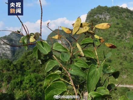 隐世80多年的凌云龙须藤被人类采集到