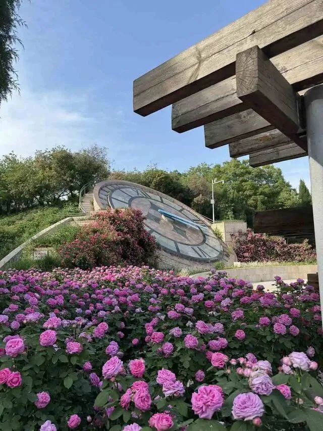 美极了！20万株月季花开成海