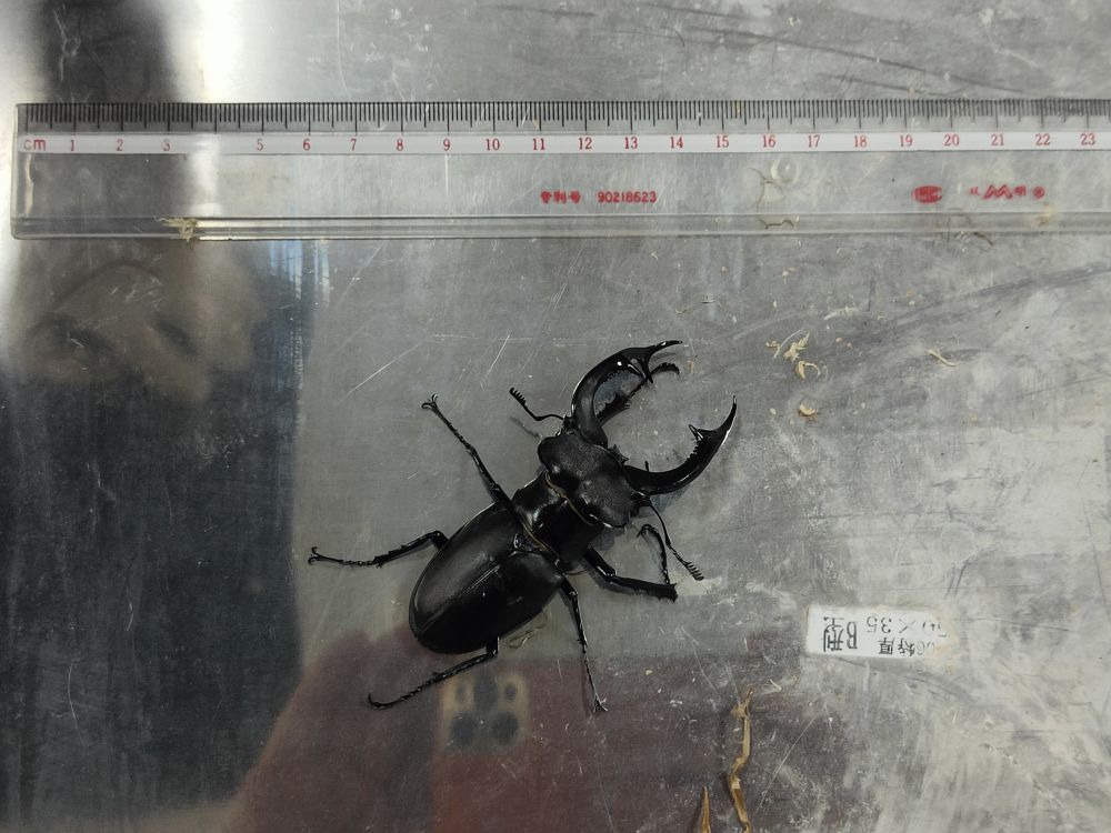 北京海关在邮递渠道连续查获“异宠”甲虫 北京海关在邮递渠道连续查获“异宠”甲虫