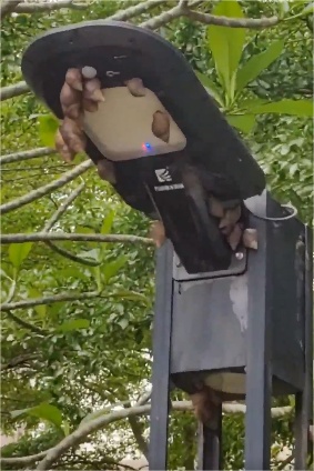 最近密集出现!紧急提醒:别碰!别吃!有人摸一下后持续高烧… 最近密集出现!紧急提醒:别碰!别吃!有人摸一下后持续高烧…