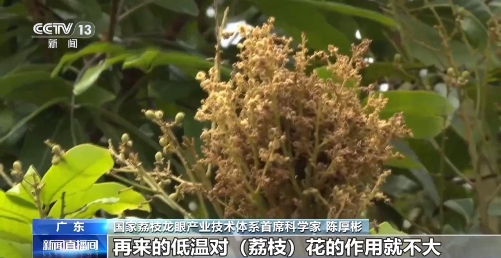 今年是荔枝“小年”?产量偏低的“罪魁祸首”是→ 今年是荔枝“小年”?产量偏低的“罪魁祸首”是→