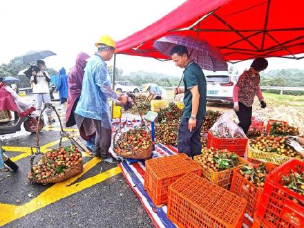 广州增城:“三月红”荔枝大量上市,每公斤10元至12元 广州增城:“三月红”荔枝大量上市,每公斤10元至12元