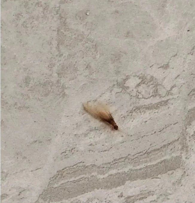 今天仍有雷雨！近期大量出现，广州人请关好门窗