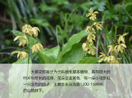 植物界的“金丝猴”，杭州首次发现