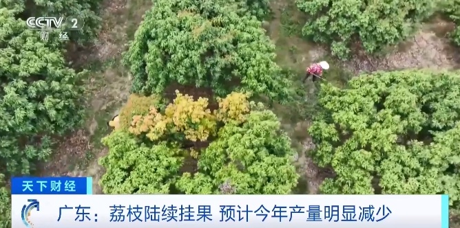 广东荔枝陆续挂果，预计今年产量明显减少，气候影响是主因
