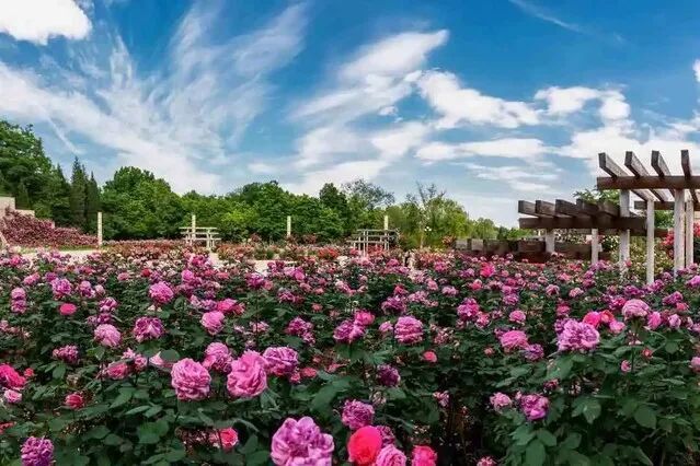 美极了！20万株月季花开成海