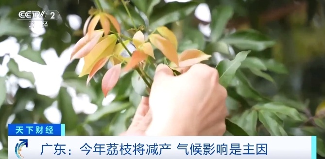 广东荔枝陆续挂果，预计今年产量明显减少，气候影响是主因