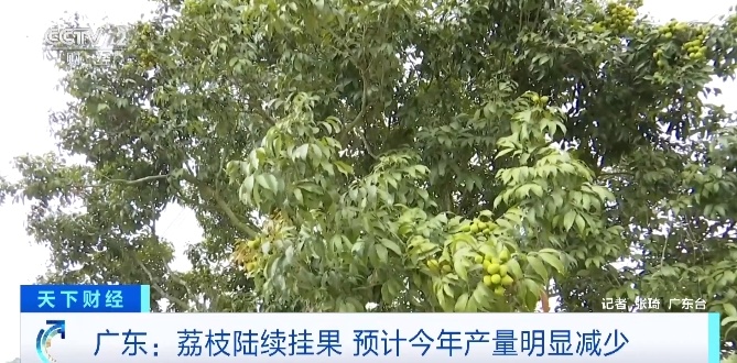 广东荔枝陆续挂果，预计今年产量明显减少，气候影响是主因
