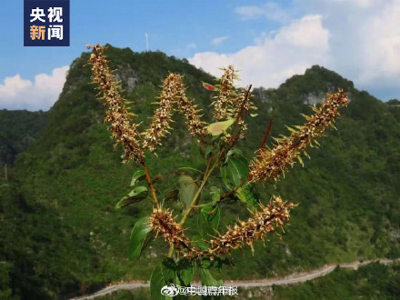 隐世80多年的凌云龙须藤被人类采集到