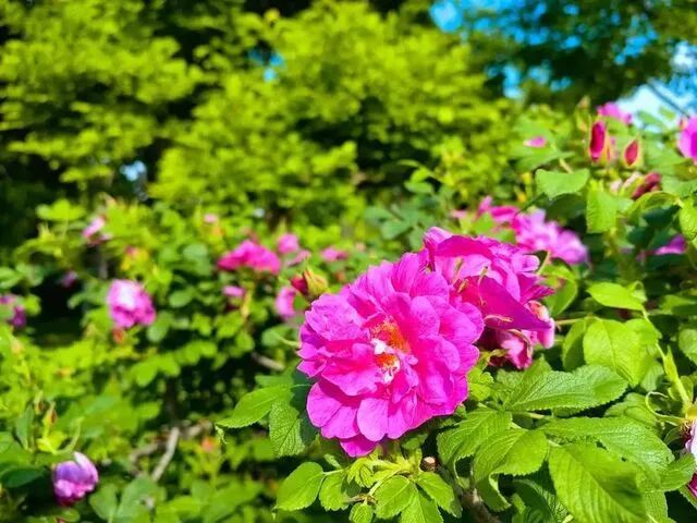美极了！20万株月季花开成海