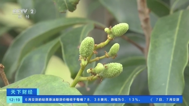 广东荔枝陆续挂果，预计今年产量明显减少，气候影响是主因