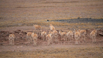 藏羚羊开启年度大迁徙