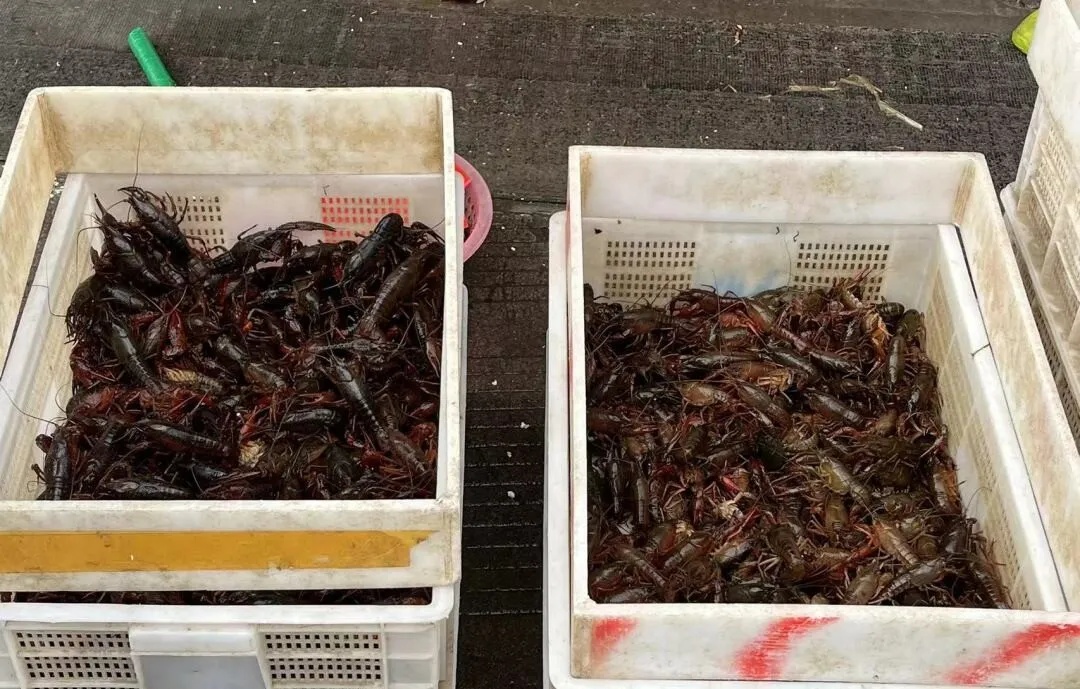 太吓人！男子吃完小龙虾险截指！医生提醒重要细节……