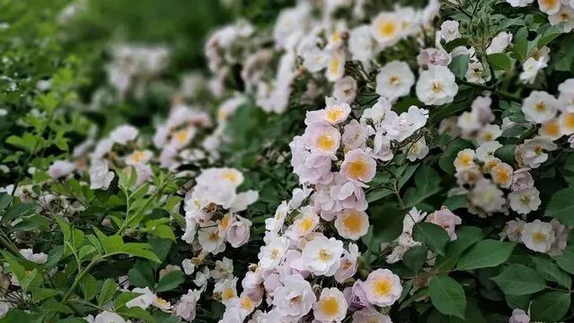 美极了！20万株月季花开成海