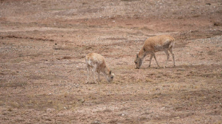藏羚羊开启年度大迁徙