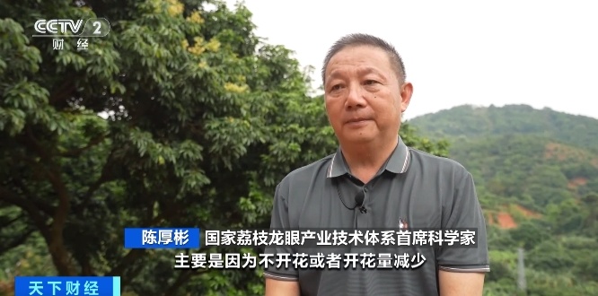 广东荔枝陆续挂果，预计今年产量明显减少，气候影响是主因