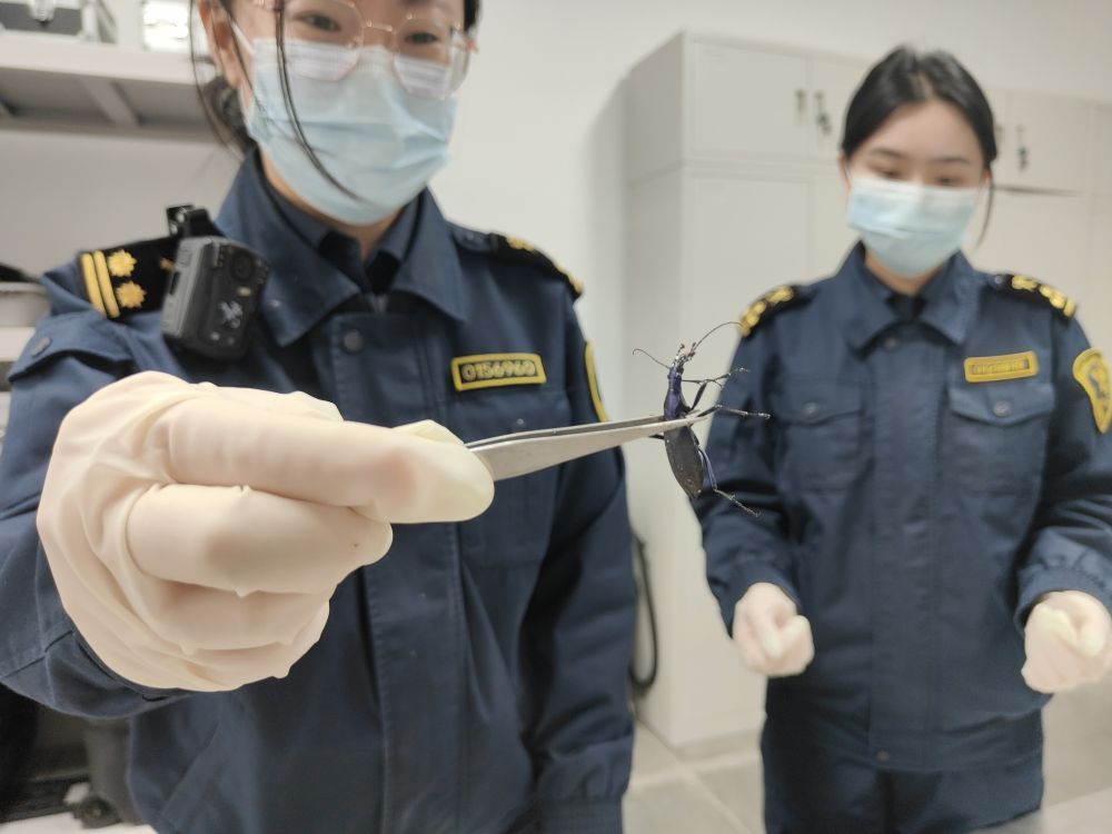 北京海关在邮递渠道连续查获“异宠”甲虫 北京海关在邮递渠道连续查获“异宠”甲虫