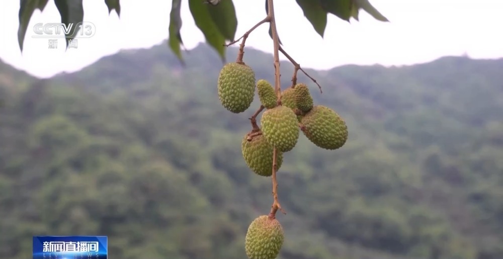 今年是荔枝“小年”?产量偏低的“罪魁祸首”是→ 今年是荔枝“小年”?产量偏低的“罪魁祸首”是→