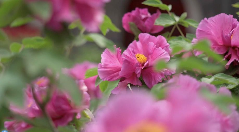 400多岁的明代牡丹“紫霞仙”绽放太原 400多岁的明代牡丹“紫霞仙”绽放太原