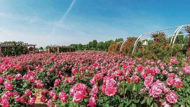 美极了！20万株月季花开成海