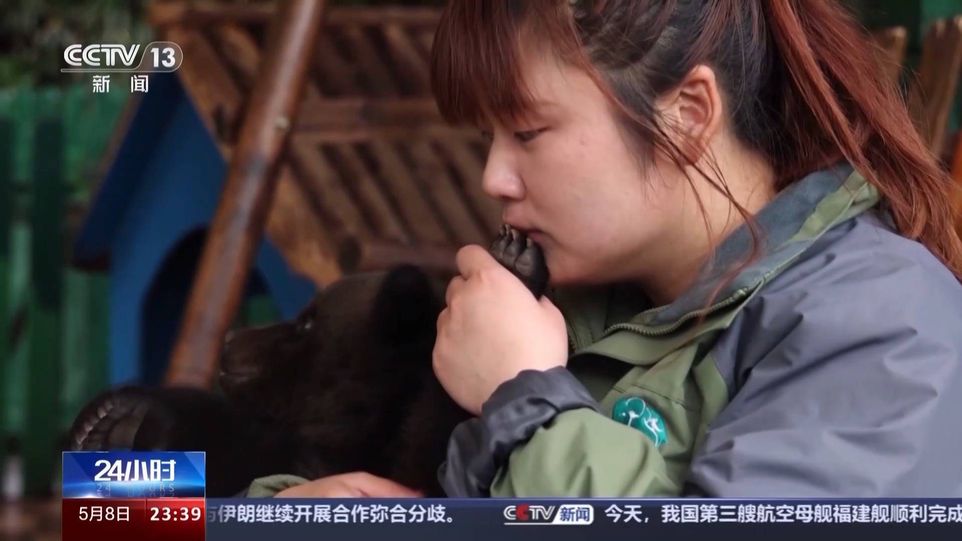 带薪“撸虎玩熊”?95后的她4年里拉扯大200多只猛兽崽崽 带薪“撸虎玩熊”?95后的她4年里拉扯大200多只猛兽崽崽