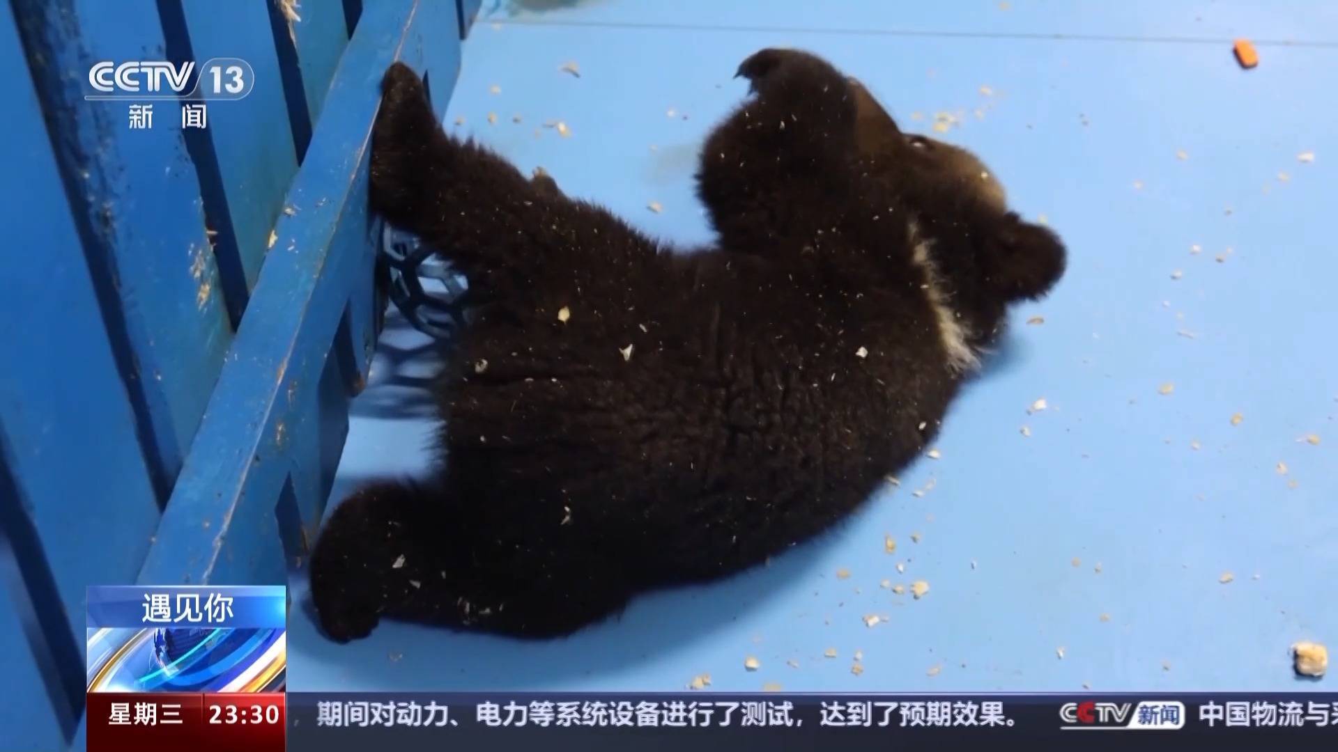 带薪“撸虎玩熊”?95后的她4年里拉扯大200多只猛兽崽崽 带薪“撸虎玩熊”?95后的她4年里拉扯大200多只猛兽崽崽