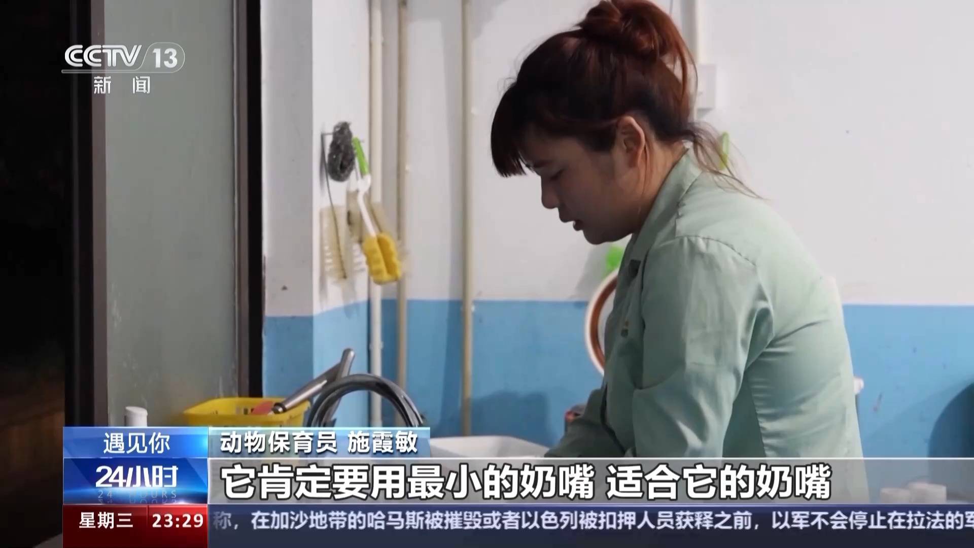 带薪“撸虎玩熊”?95后的她4年里拉扯大200多只猛兽崽崽 带薪“撸虎玩熊”?95后的她4年里拉扯大200多只猛兽崽崽