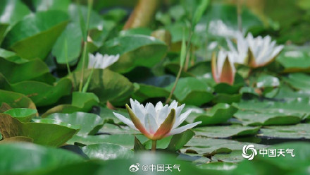 北京奥森公园睡莲自带仙气 北京奥森公园睡莲自带仙气