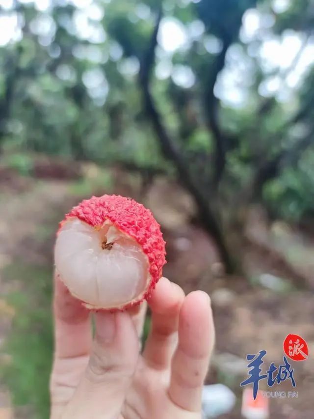 “冻眠荔枝”登上热搜第一！你会买吗？