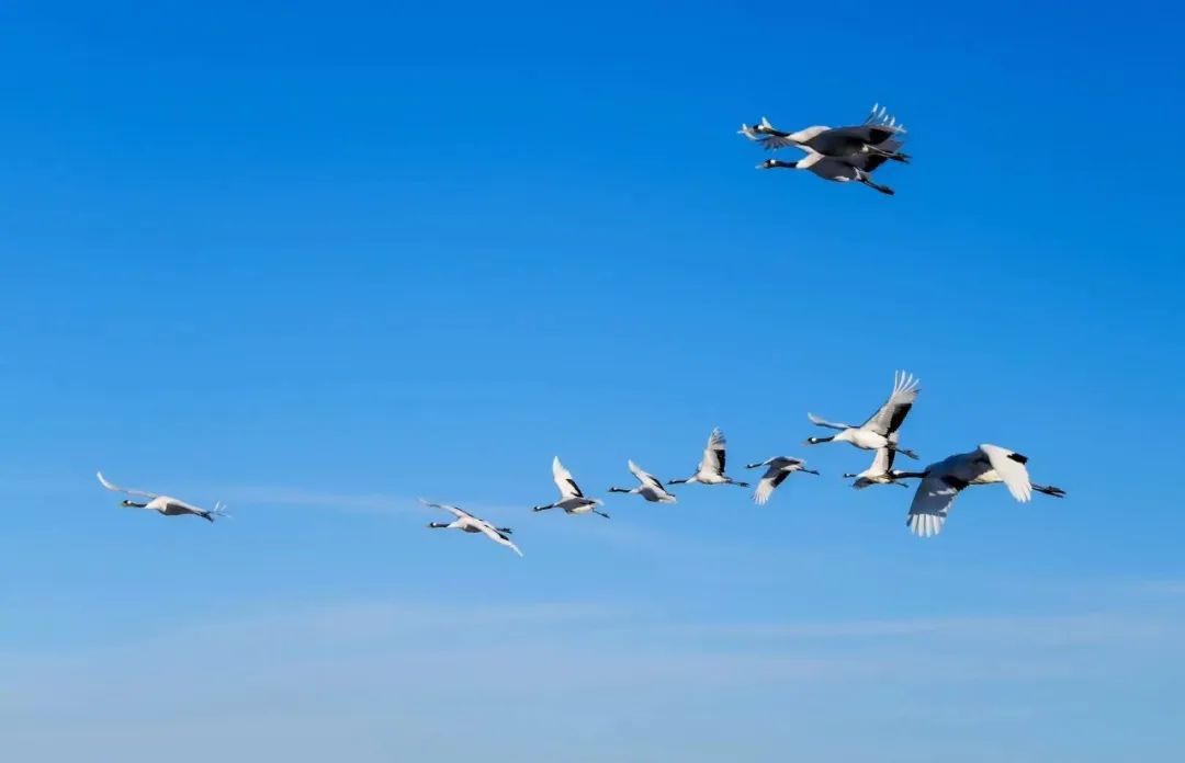 途经这里的小精灵，有专人“保驾护航”